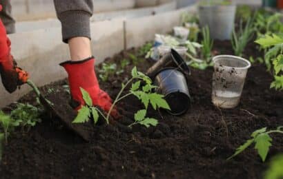How to Start a Vegetable Garden at Home