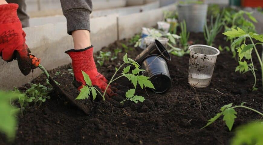 How to Start a Vegetable Garden at Home